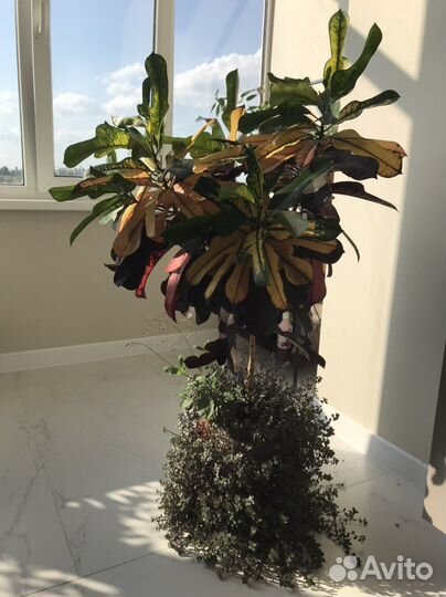 Кротон кодиеум