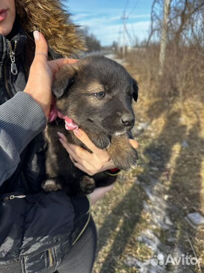 Собака в добрые руки щенок