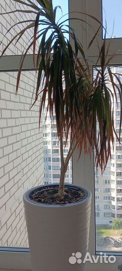 Продаю драцену