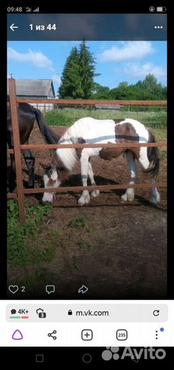 Кобыла и жеребчик кросс тинкер,жеребец пони класс