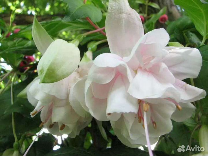 Сансевиерия фуксия комнатные цветы растения