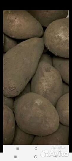 Картофель,12л