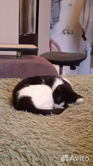 Кошка в дар бесплатно