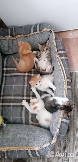 Котятки от кошки крысоловки