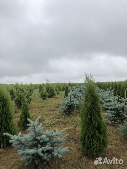 Ель голубая 1-1,2 м