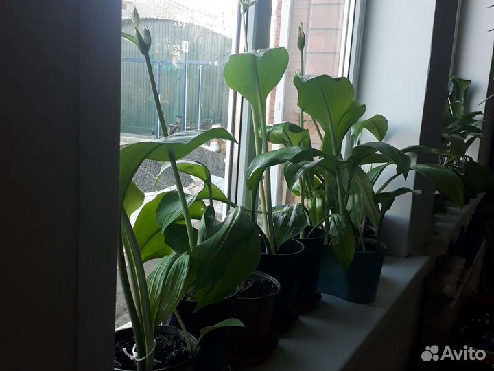 Эухарис амазонская лилия