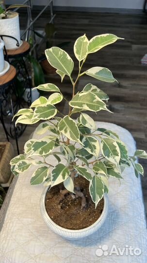 Фикусы бенджамина де Гантель, Твилайт, Анастасия