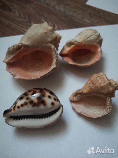 Раковины морские 4 шт