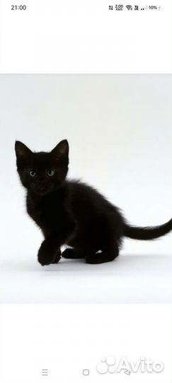 Отдам в добрые руки