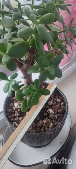 Денежное дерево большое