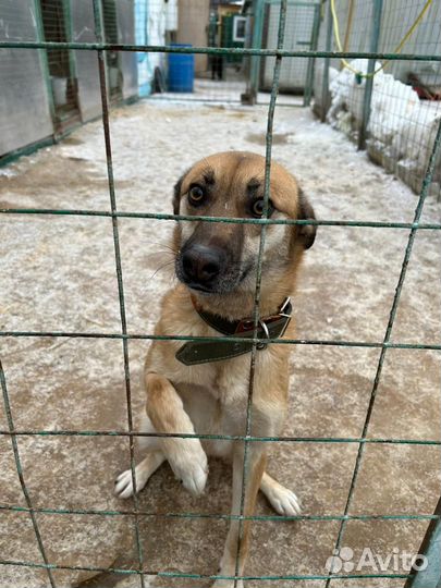 Собака в добрые руки, ласковый мальчик