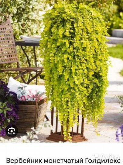 Вербейник монетчатый 