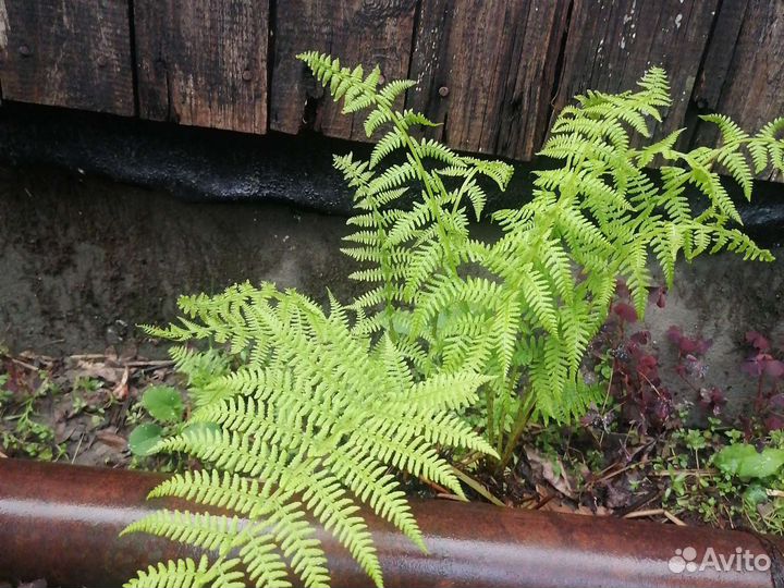 Папоротник садовый