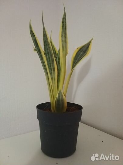 Сансевиерия El Dorado