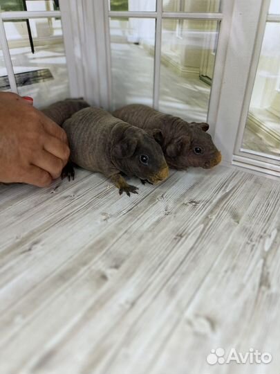 Морская свинка скинни