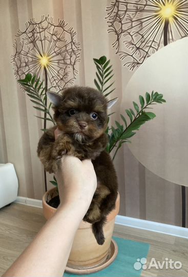 Шоколадный йорк девочка яркая