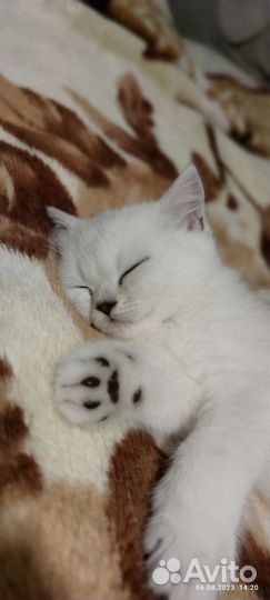 Британская серебристая шиншилла