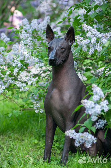 Вязка, ксолоитцкуинтли (Мексиканская голая собака)