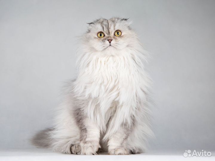 Прекрасная Айси - длинношерстная шотландская кошка