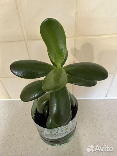 Толстянка (денежное дерево)