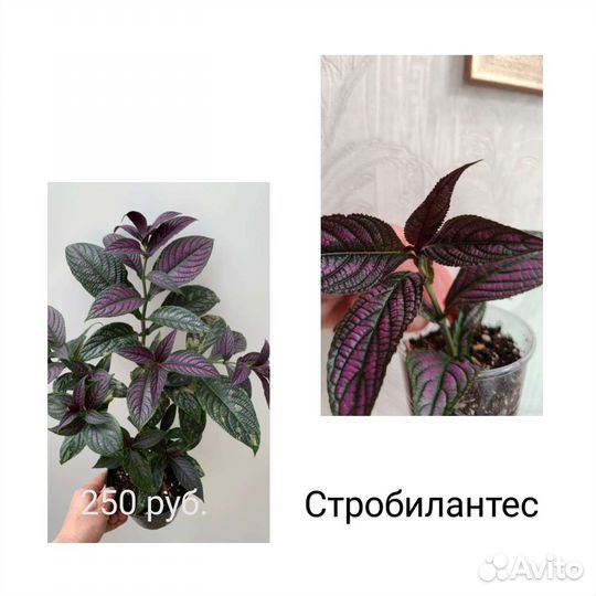Комнатные цветы