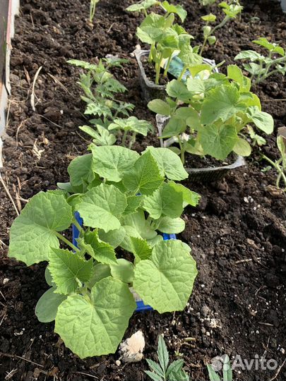 Рассада огурцов