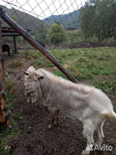 Козел зааненский