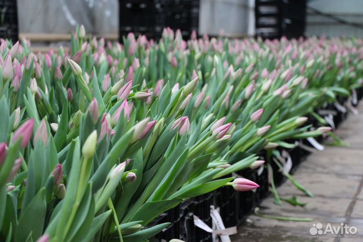 Луковицы тюльпанов, гиацинтов, нарциссов, крокусов