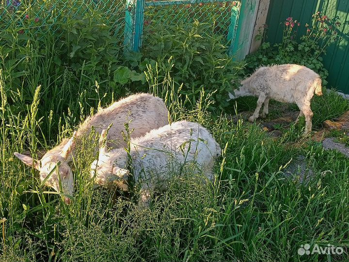 Зааненские козлята