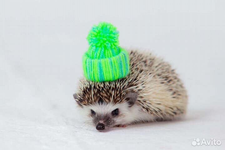 Вязка. Африканский карликовый Еж