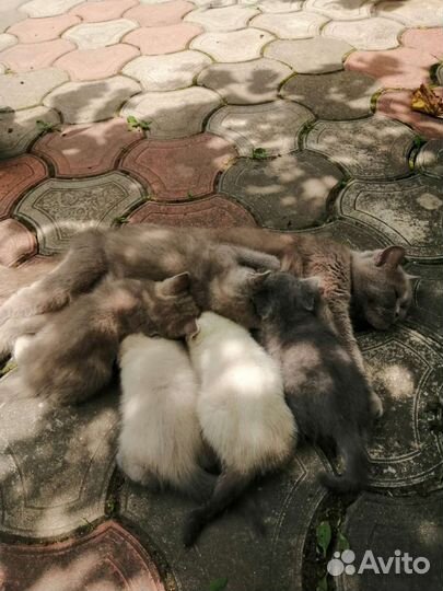 Британские котята