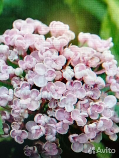 Саженцы гортензий