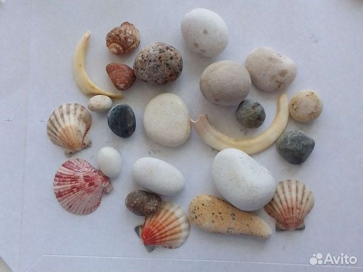Ракушки и камни. Для декора. Собраны на пляже