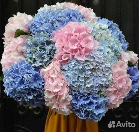 Гортензия микс