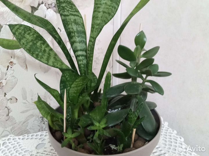 Микс, сингониумы