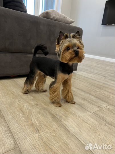 Йоркширский терьер вязка мальчик