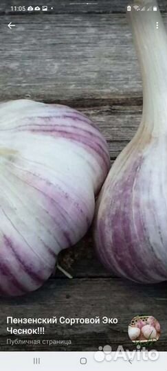 Сортовой Эко Чеснок Любаша,Добрыня,Харьковский фио