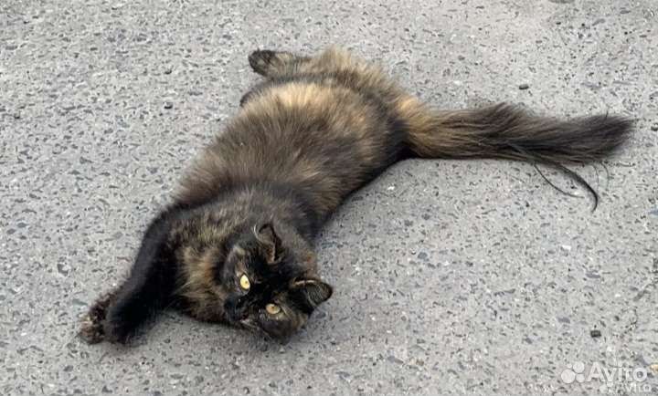 Добрая трёхцветная богатка в ответственные руки