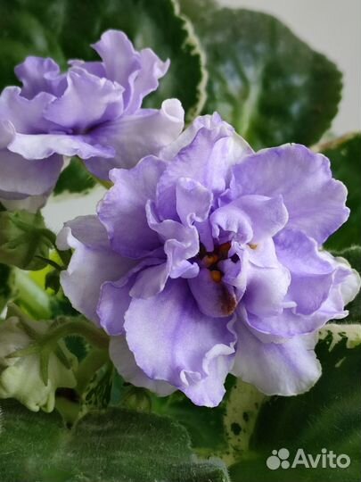 Детки фиалок (сорта в описании)