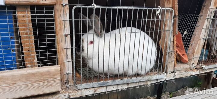 Кролики Калифорнийцы