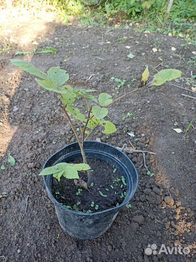 Маньчжурский орех