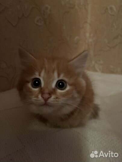 Четыре сладких чуда. Котята от кошки Сибирячки