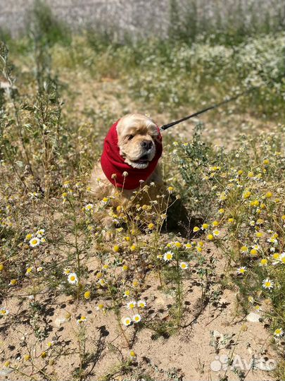 Зооняня,передержка собак и кошек