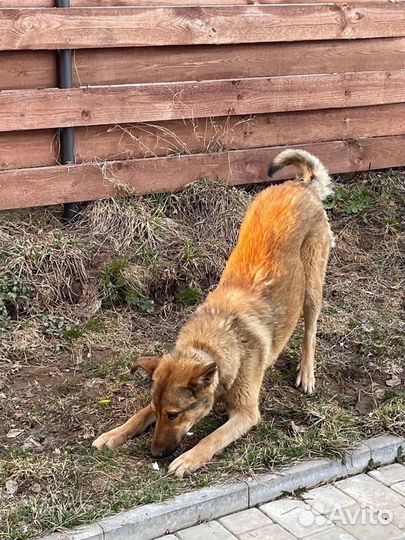 Молодой пёсик Филя