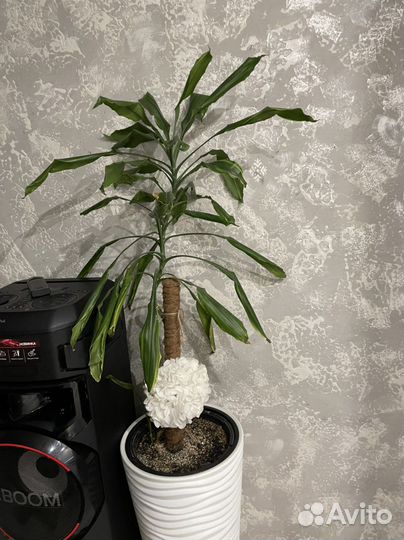 Пальма юкка