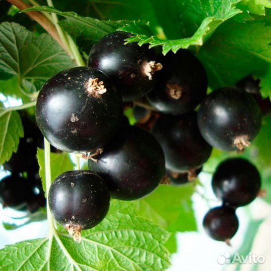 Саженцы черной смородины