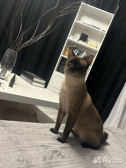 Сиамский кот