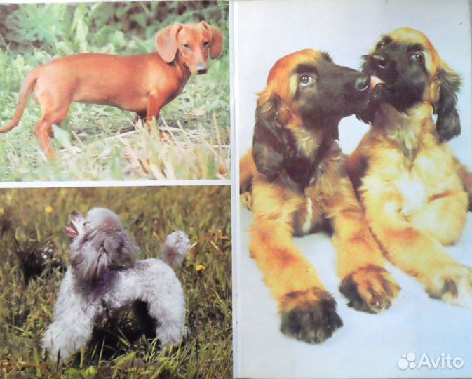 Собаки и уход за ними