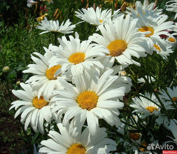 Ромашка садовая