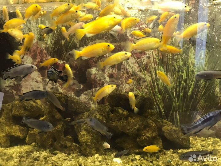 Аквариумные рыбки